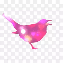 彩色动物秒表鸟安卓-动物轮廓