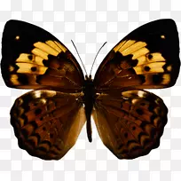 蝴蝶摄影昆虫-蝴蝶