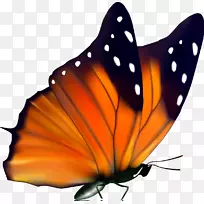 蝴蝶昆虫桌面壁纸夹艺术-蝴蝶
