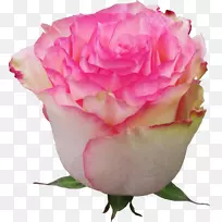 花园玫瑰，花，欧洲植物，粉红色玫瑰