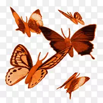 蝴蝶动画剪辑艺术-苍蝇