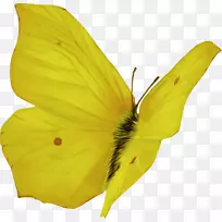 蝴蝶昆虫