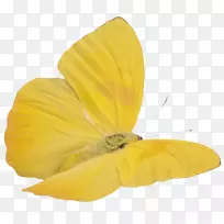 蝴蝶黄色剪贴画-蝴蝶