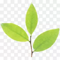 叶植物茎计算机图标植物区系广告.绿叶