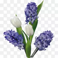 风信子花郁金香夹艺术-郁金香