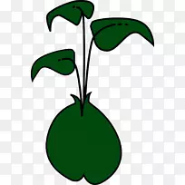 发芽绿豆片艺术植物