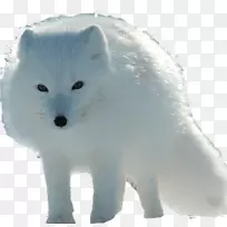 北极狐红狐加拿大爱斯基摩犬-狐狸