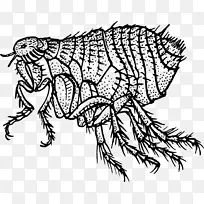 蟑螂灭鼠蚤沙鼠-昆虫