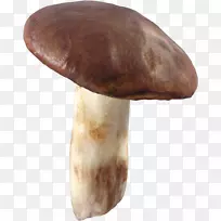 杏鲍菇食用菌香菇琼脂科蘑菇