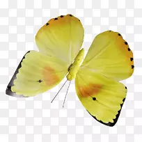 蝴蝶黄色昆虫花授粉器-蝴蝶