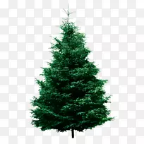 冷杉、松树、剪贴画-圣诞树