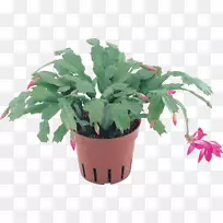 植物花盆剪贴画-珍珠菊