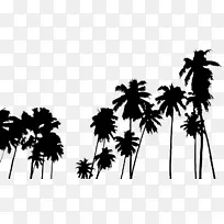 槟榔科植物-棕榈树