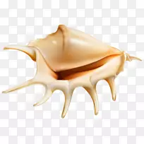 海螺夹艺术-海螺