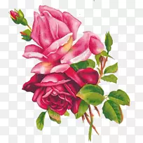 海滩玫瑰花蓝玫瑰画-水彩画粉红色