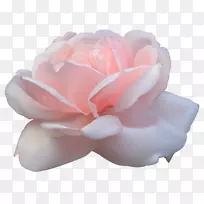 叶蜈蚣玫瑰剪贴画-粉红色玫瑰