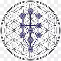 生命之树神圣几何学重叠圆网格-阶段
