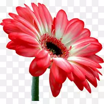 特兰士瓦菊花花束切花