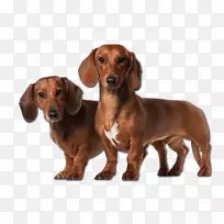 达克斯犬，巴赛特猎犬，达拉马提安犬，小狗，猎犬