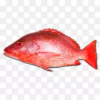 北红笛鲷鱼、海产朱砂鱼-钓鱼