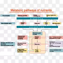 营养碳水化合物代谢途径多元醇途径-途径