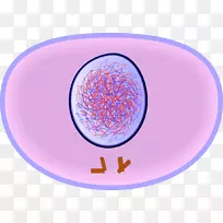 间期细胞周期有丝分裂细胞分裂期