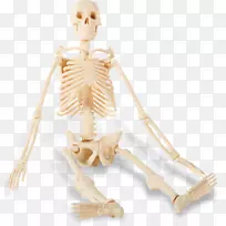 人类骨骼-坐-骨骼
