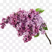 桌面壁纸普通丁香花夹艺术薄荷花