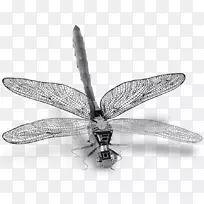 昆虫翼碱土金属蜻蜓-龙蝇