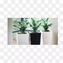 室内设计服务花盆室内植物办公室-monstera