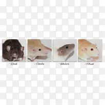 棕色大鼠实验室大鼠小猫猎犬喜欢老鼠和老鼠