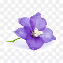 六月生日-紫花