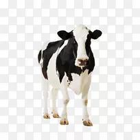 荷斯坦，弗利西亚牛，乳牛，奶牛场，畜牧-克拉拉贝尔奶牛