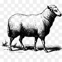 羊画-克拉拉贝尔牛