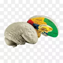 人脑人体教育智人-脑