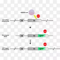 绿色荧光蛋白CRISPR转基因小鼠基因敲除传单。