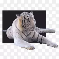 猫科白虎西伯利亚虎动物白虎