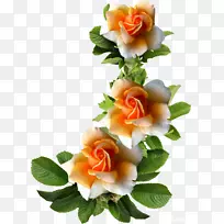 花园玫瑰花画框摄影.美丽的花朵