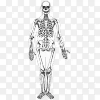 人类骨骼-人体智人画-人骨