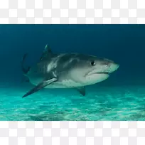 虎鲨-大白鲨