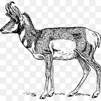 一种叉角羚羊画夹艺术-麋鹿