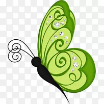 帝王蝶画夹艺术手绘蝴蝶