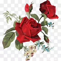 花园玫瑰，花束，紫丁香，切花-美丽的玫瑰邀请函