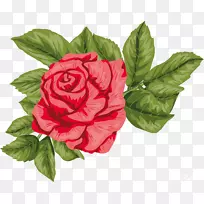 花园玫瑰，花蜈蚣玫瑰，月季-美丽的玫瑰邀请函