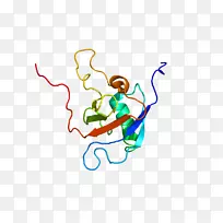 plxnb1半指素plexin sema结构域跨膜蛋白-蛋白