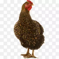 Wyandotte鸡，康沃尔鸡，莱恩鸡，多金鸡，米诺卡鸡-家禽蛋