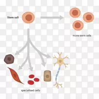 诱导多能干细胞分化造血干细胞