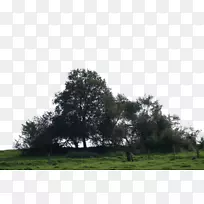 白杨树丛数码摄影-大树