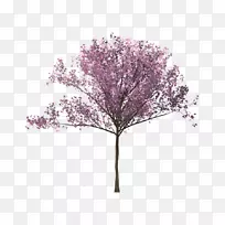 樱花树枝条-矮牵牛花