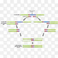 重叠延伸聚合酶链反应引物DNA聚合酶延伸